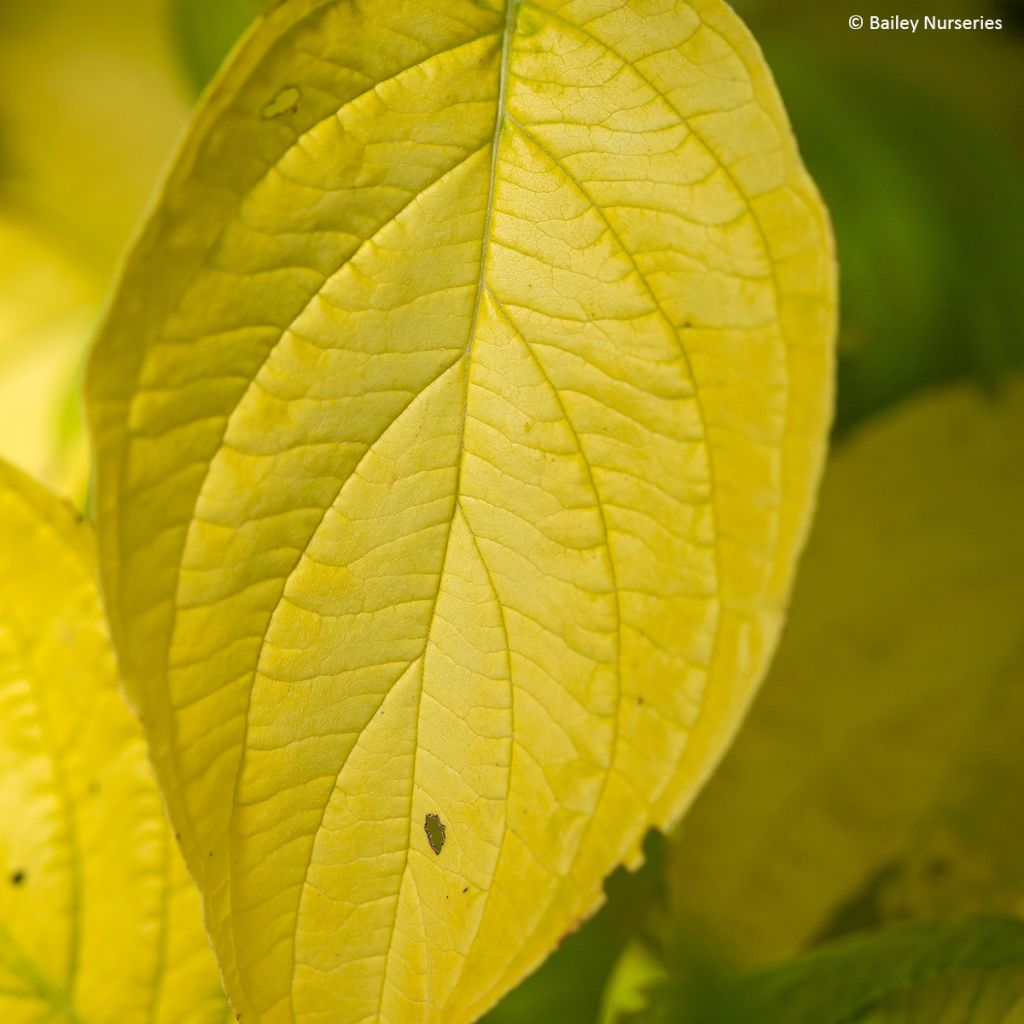 Cornus alba Neon Burst - Cornouiller blanc