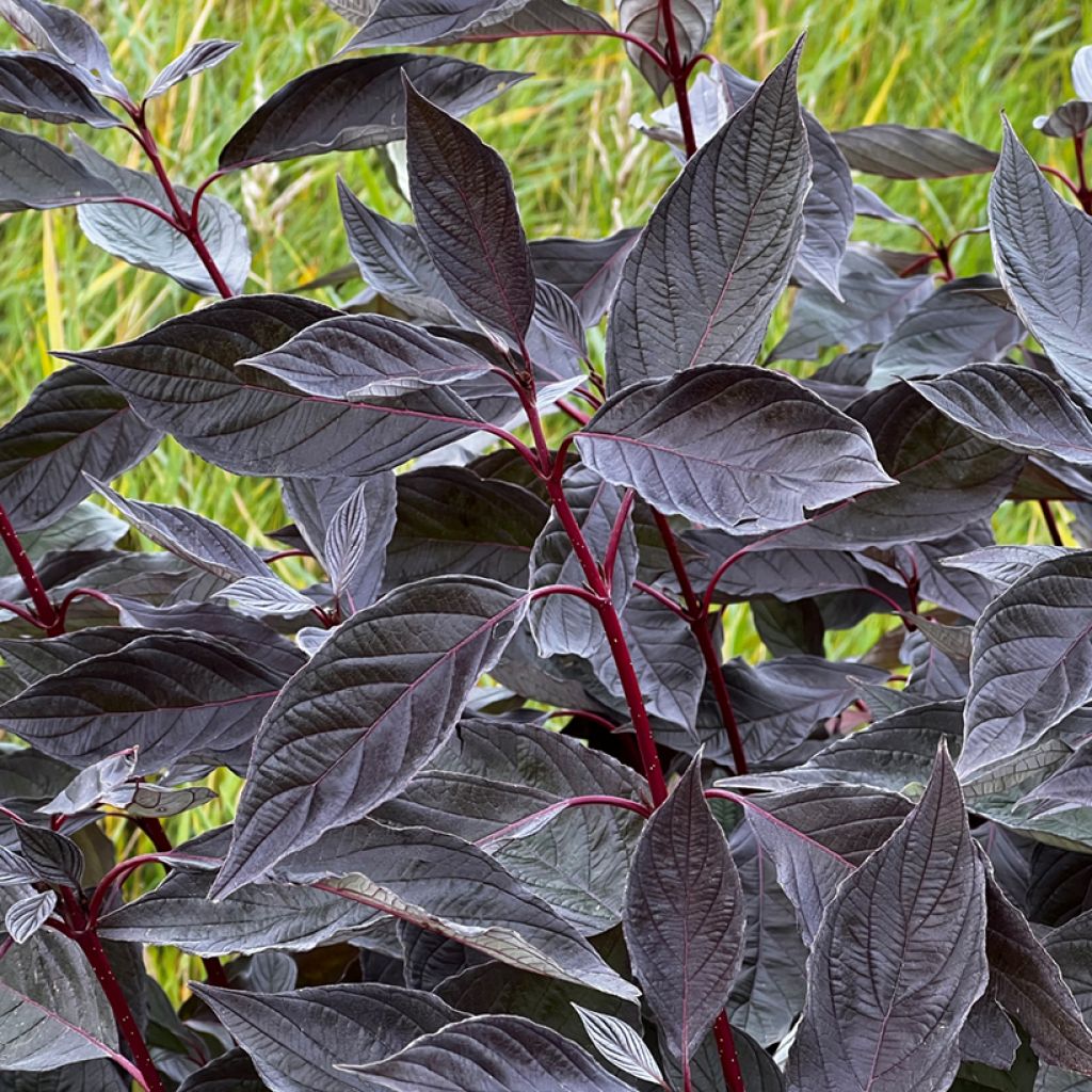 Cornus alba Nightfall - Cornouiller blanc