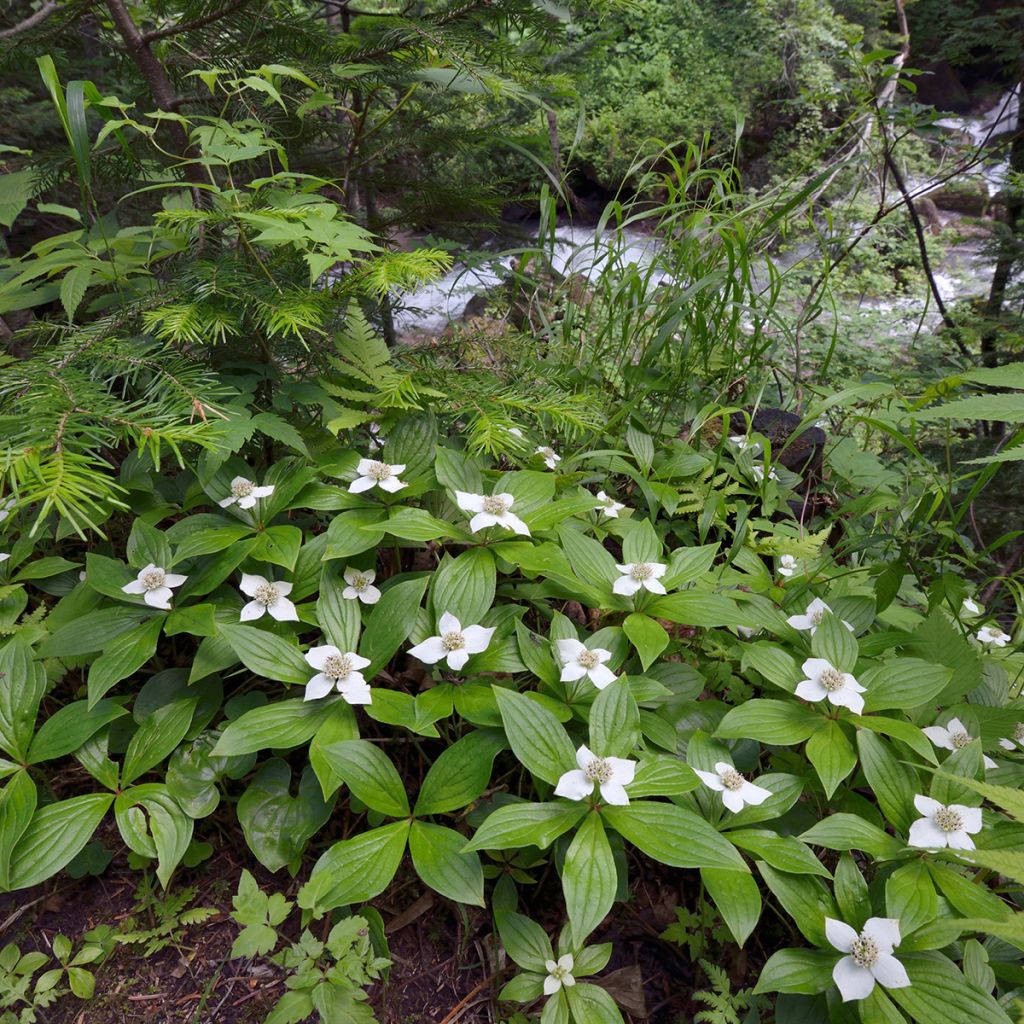 Cornouiller du Canada - Cornus canadensis