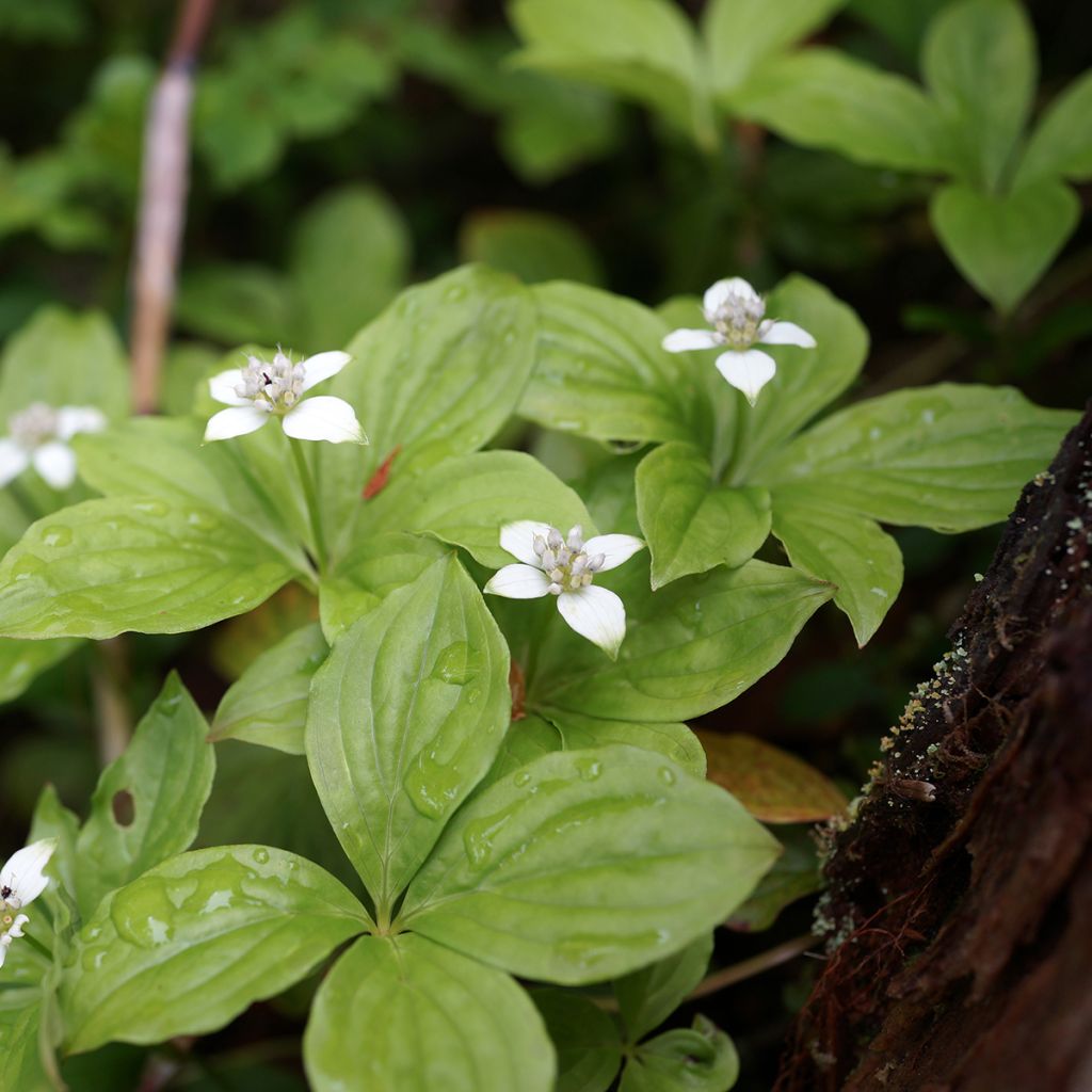 Cornouiller du Canada - Cornus canadensis
