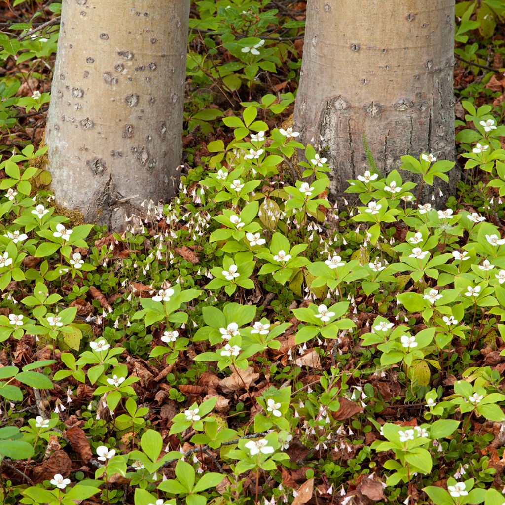 Cornouiller du Canada - Cornus canadensis