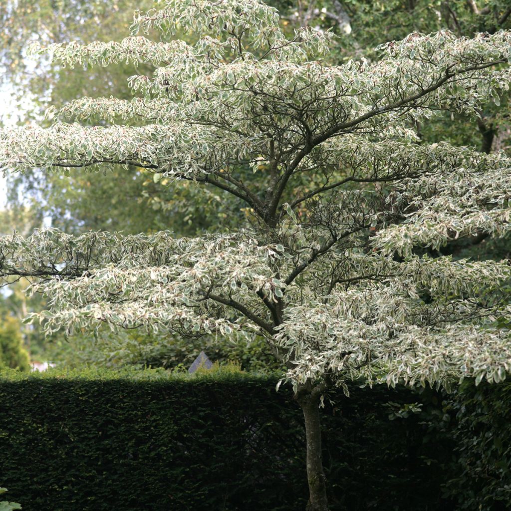 Cornus controversa Variegata - Cornouiller des Pagodes panaché