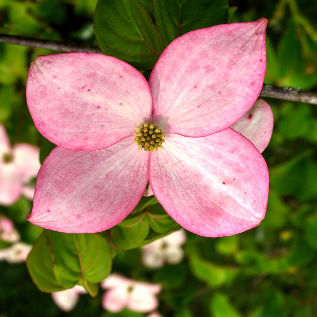 Cornus kousa Beni-fuji - Cornouiller du Japon