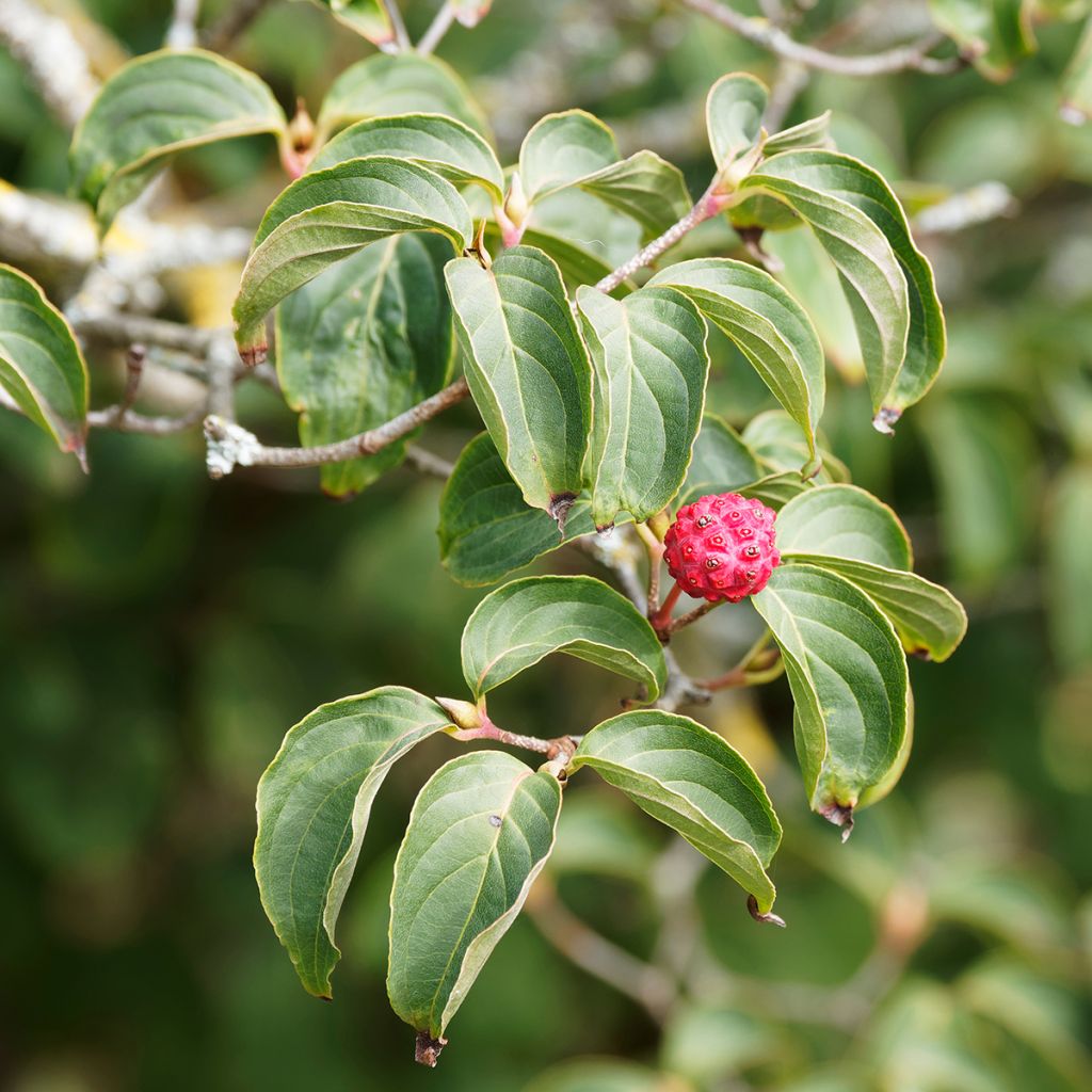 Cornus kousa Blue Shadow - Cornouiller du Japon