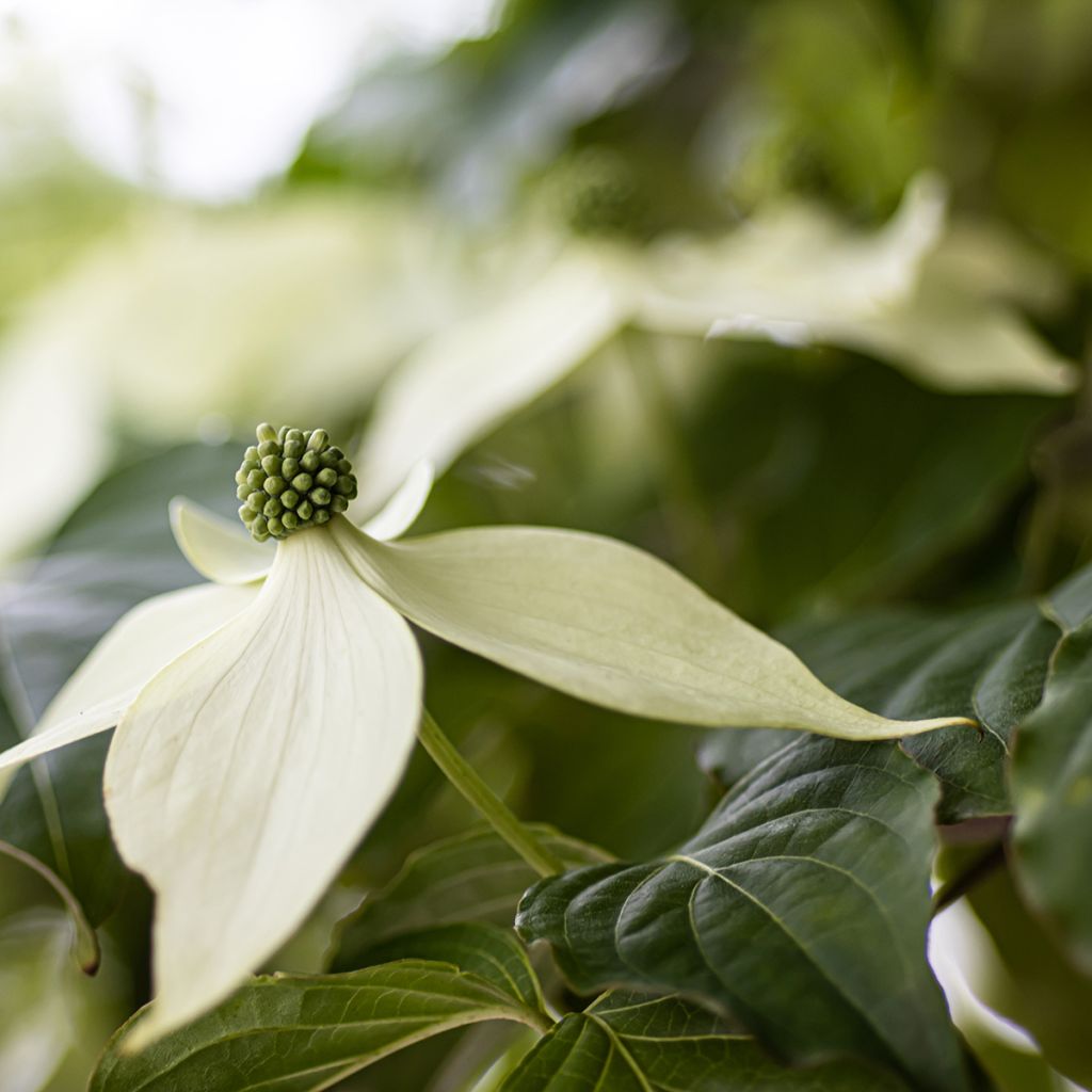 Cornus kousa Blue Shadow - Cornouiller du Japon