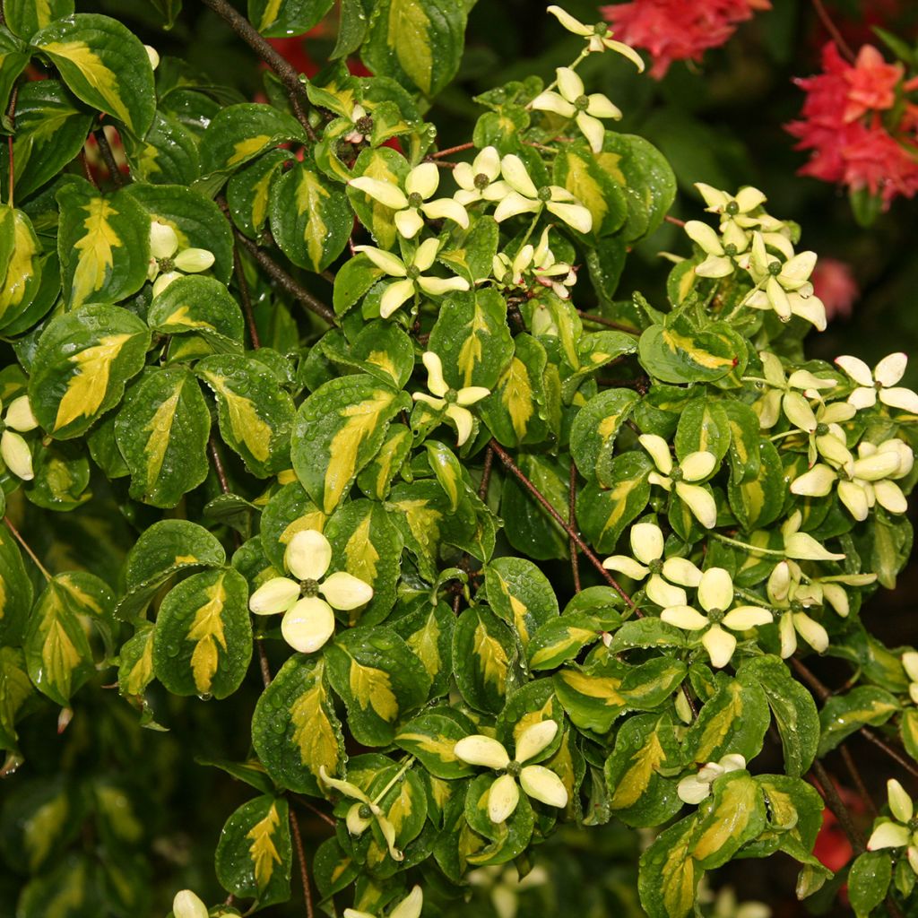 Cornus kousa Gold Star - Cornouiller du Japon