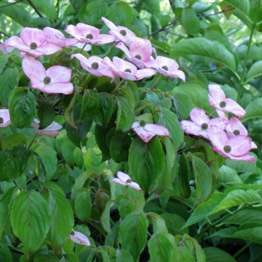 Cornus kousa Satomi - Cornouiller du Japon rose