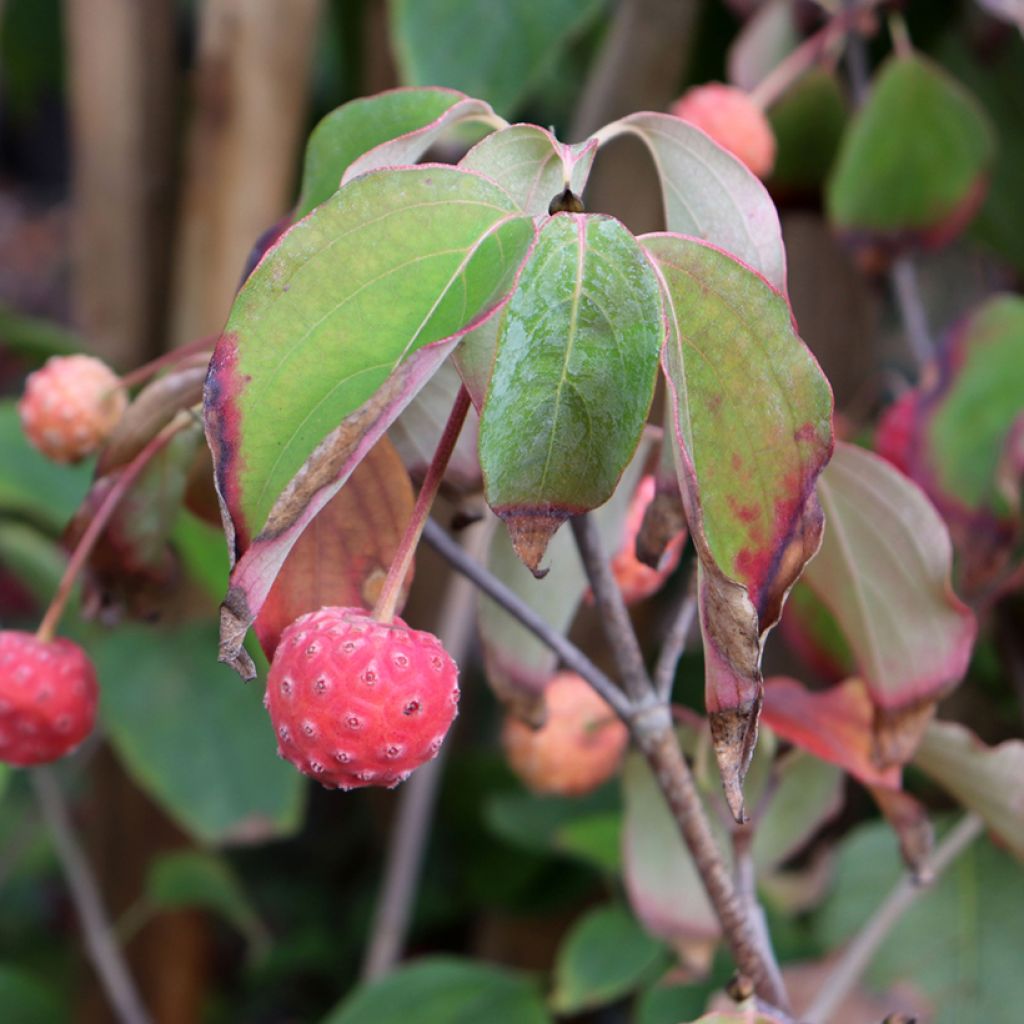 Cornus kousa Schmetterling - Cornouiller du Japon
