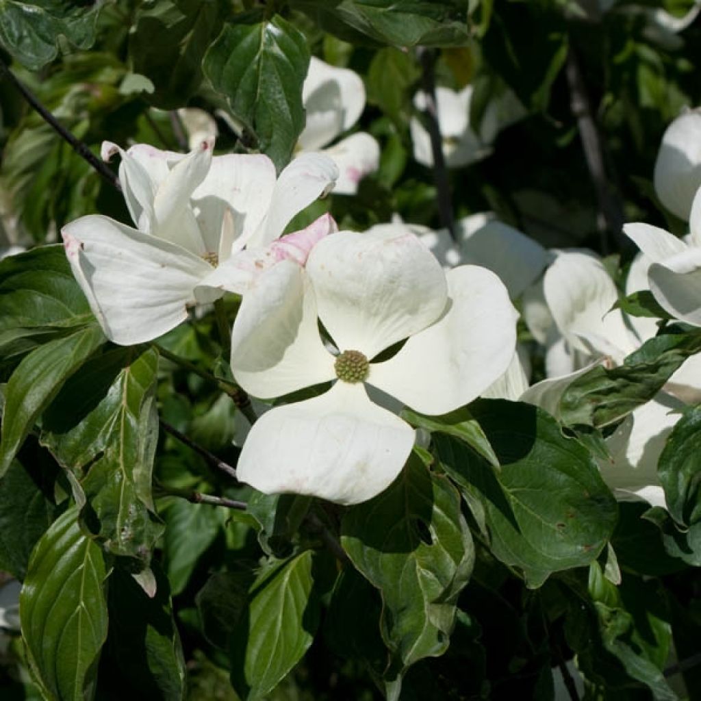 Cornus ou Cornouiller Kousa Venus cov