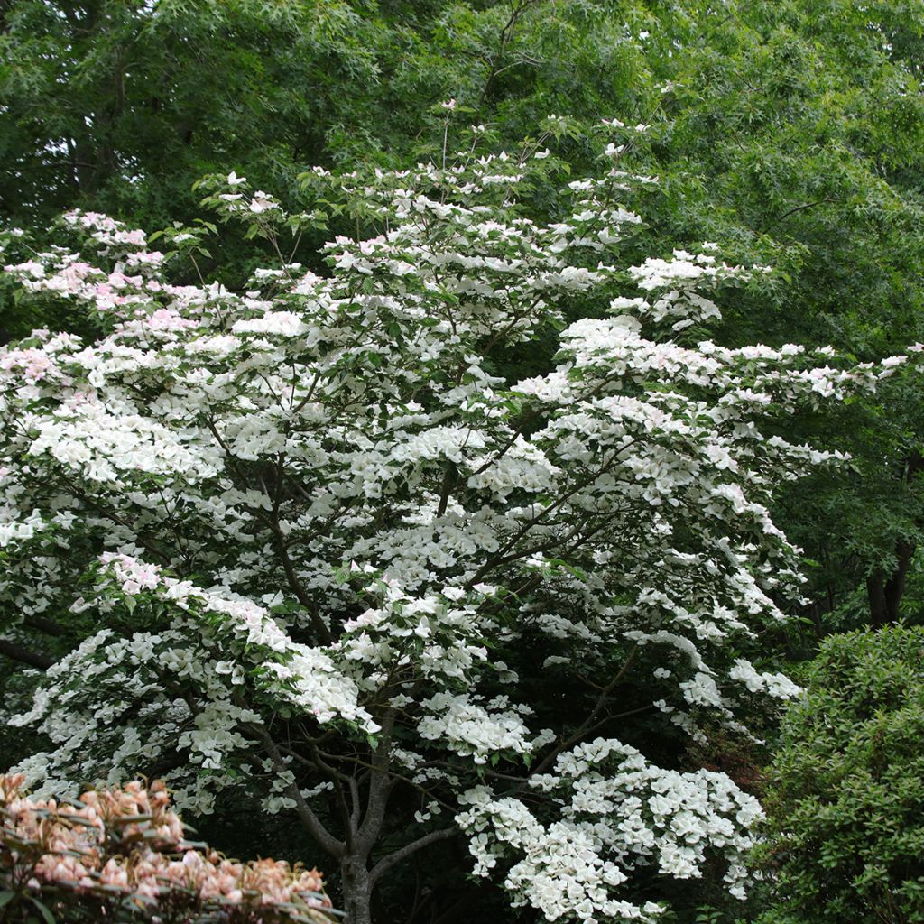 Cornus kousa Venus - Cornouiller du Japon blanc