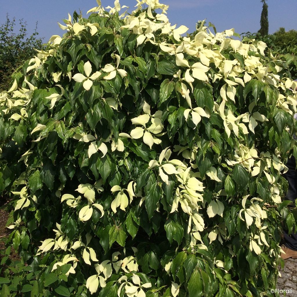 Cornus kousa Watermelon Sugar - Cornouiller du Japon