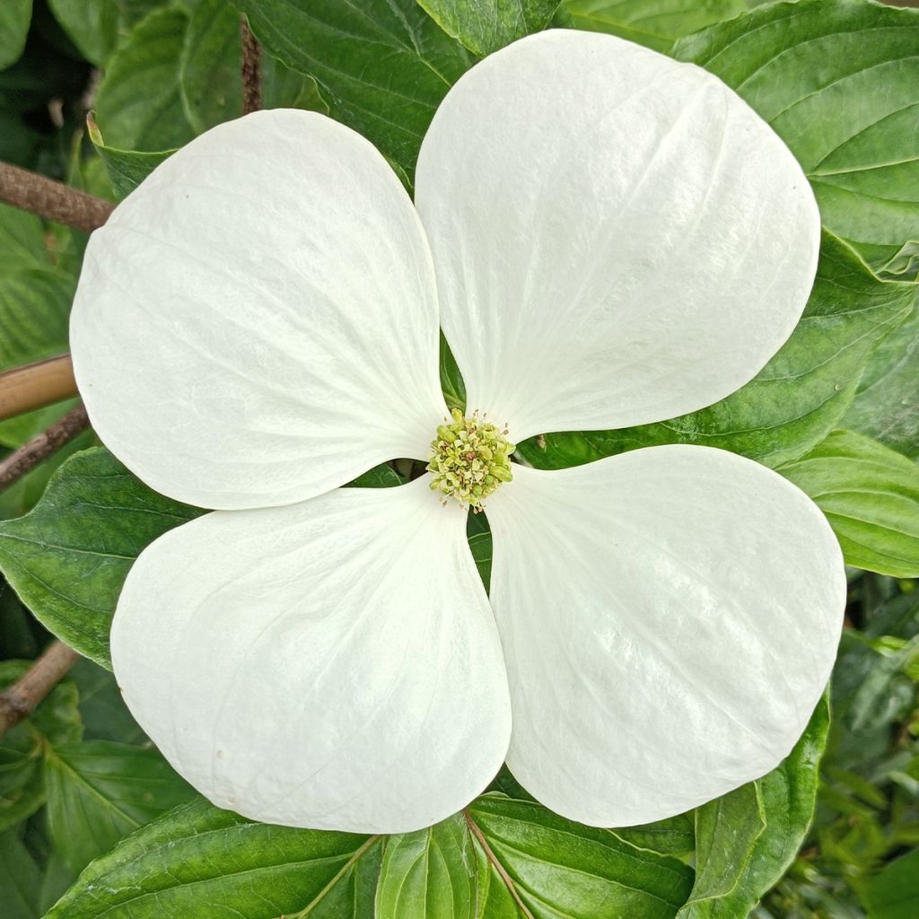 Cornus kousa Venus - Cornouiller du Japon blanc