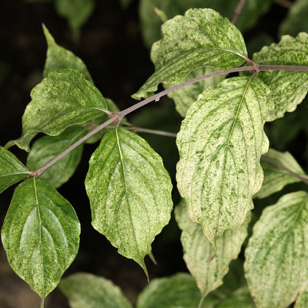 Cornus mas Happy Face - Cornouiller mâle