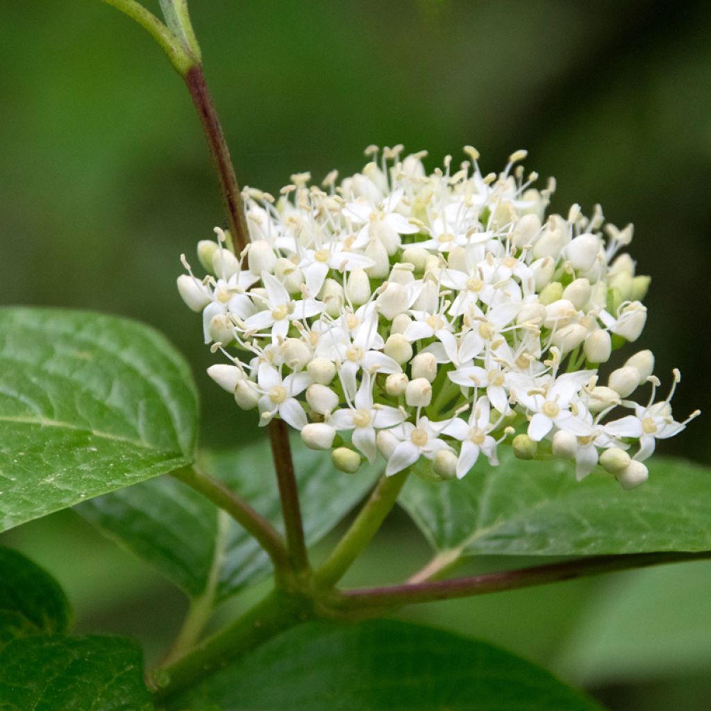 Cornus sanguinea