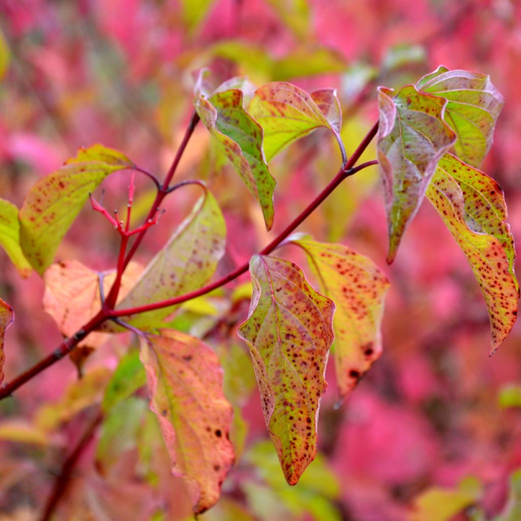 Cornus sanguinea Winter Beauty -Cornouiller sanguin