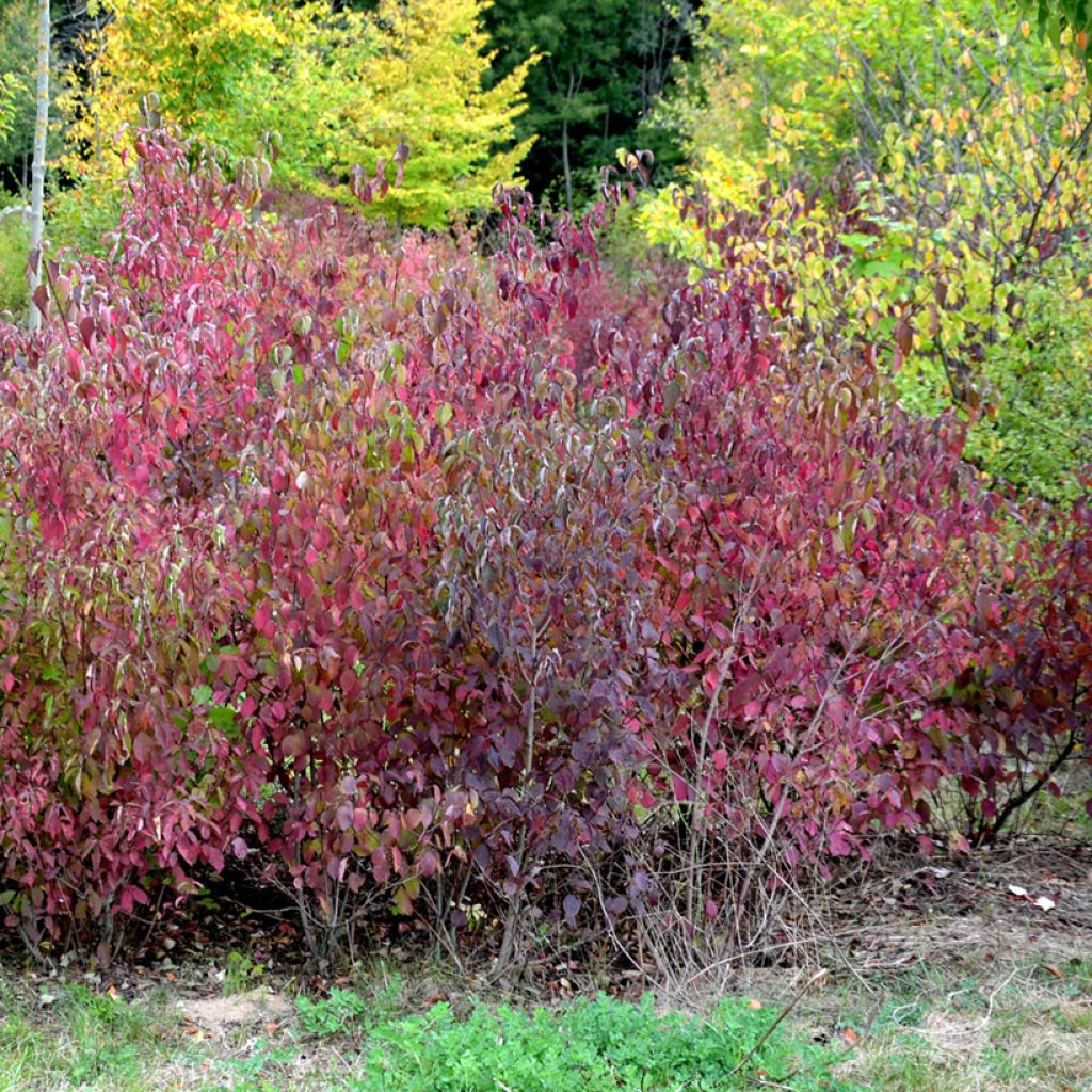 Cornus sanguinea Winter Beauty -Cornouiller sanguin