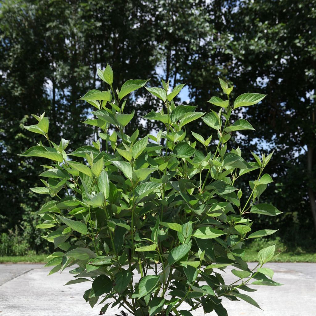 Cornus sericea Firedance - Cornouiller stolonifère