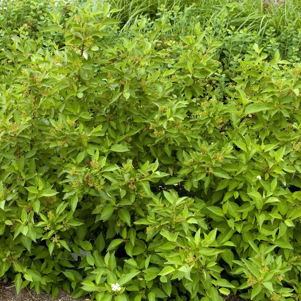 Cornus sericea Firedance - Cornouiller stolonifère