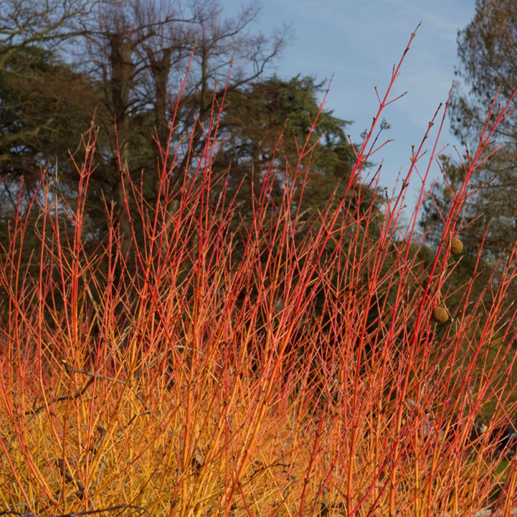 Cornus sanguinea Anny's Winter Orange