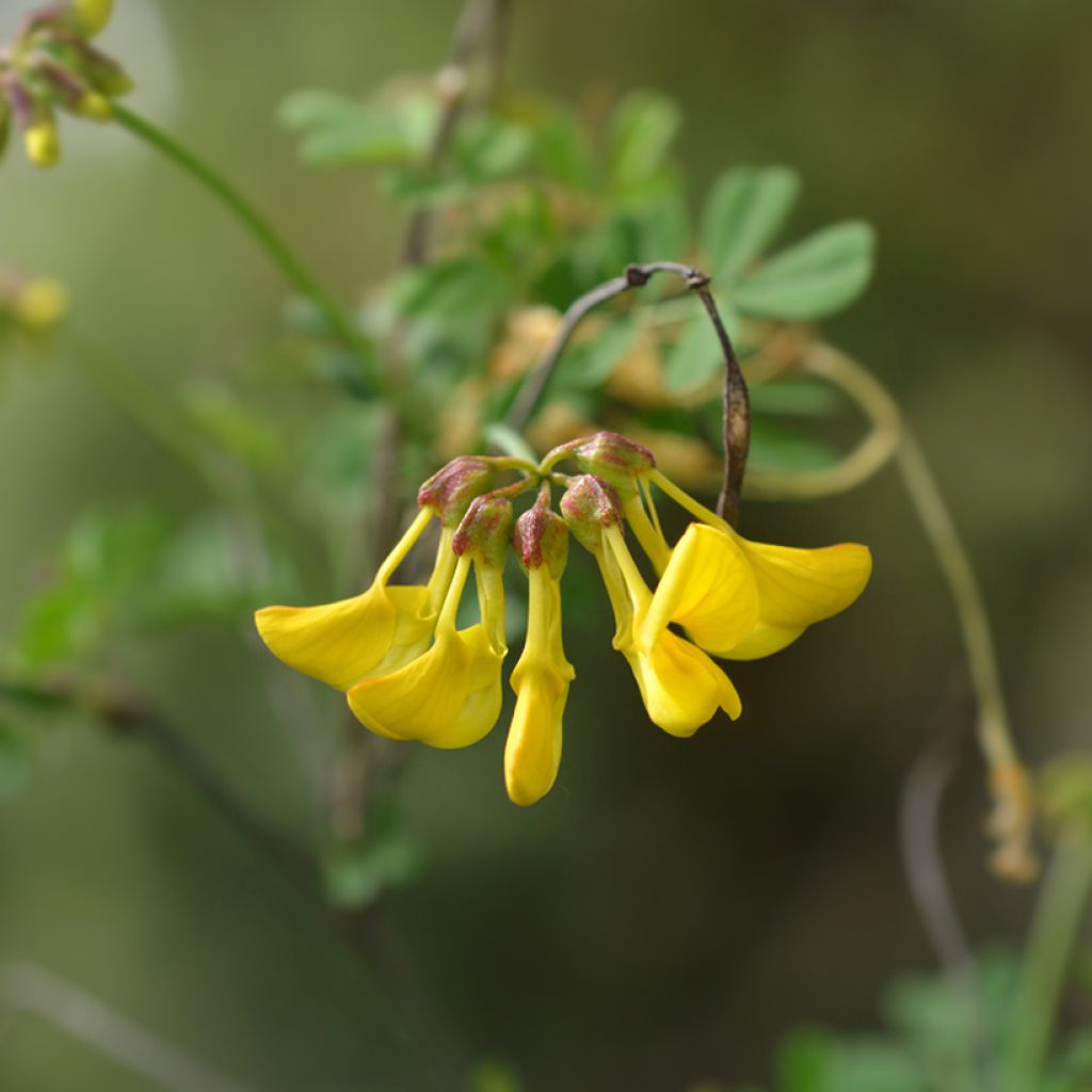 Coronilla emerus (Hippocrepis) - Coronille des jardins