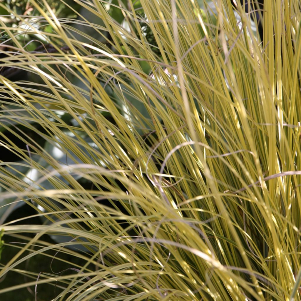 Cortaderia selloana Splendid Star - Herbe de la Pampa