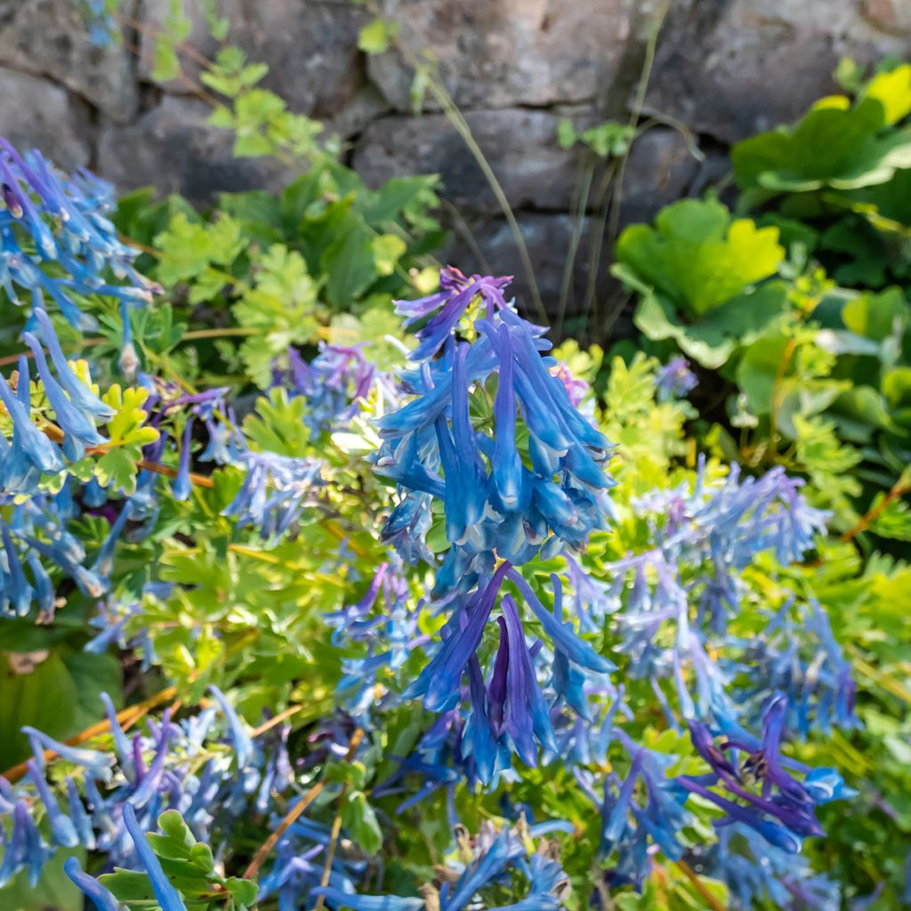 Corydale, Corydalis elata, Fumeterre