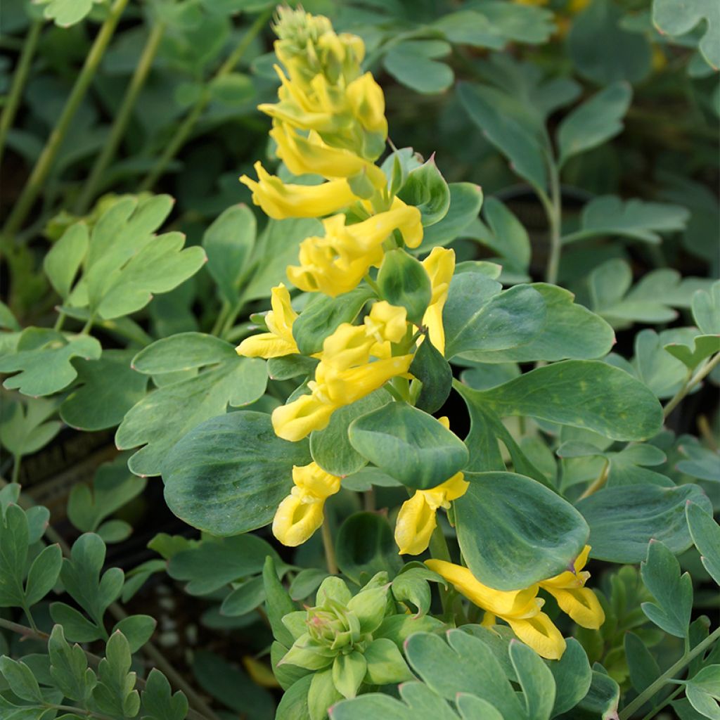 Corydalis Canary Feathers - Corydale hybride