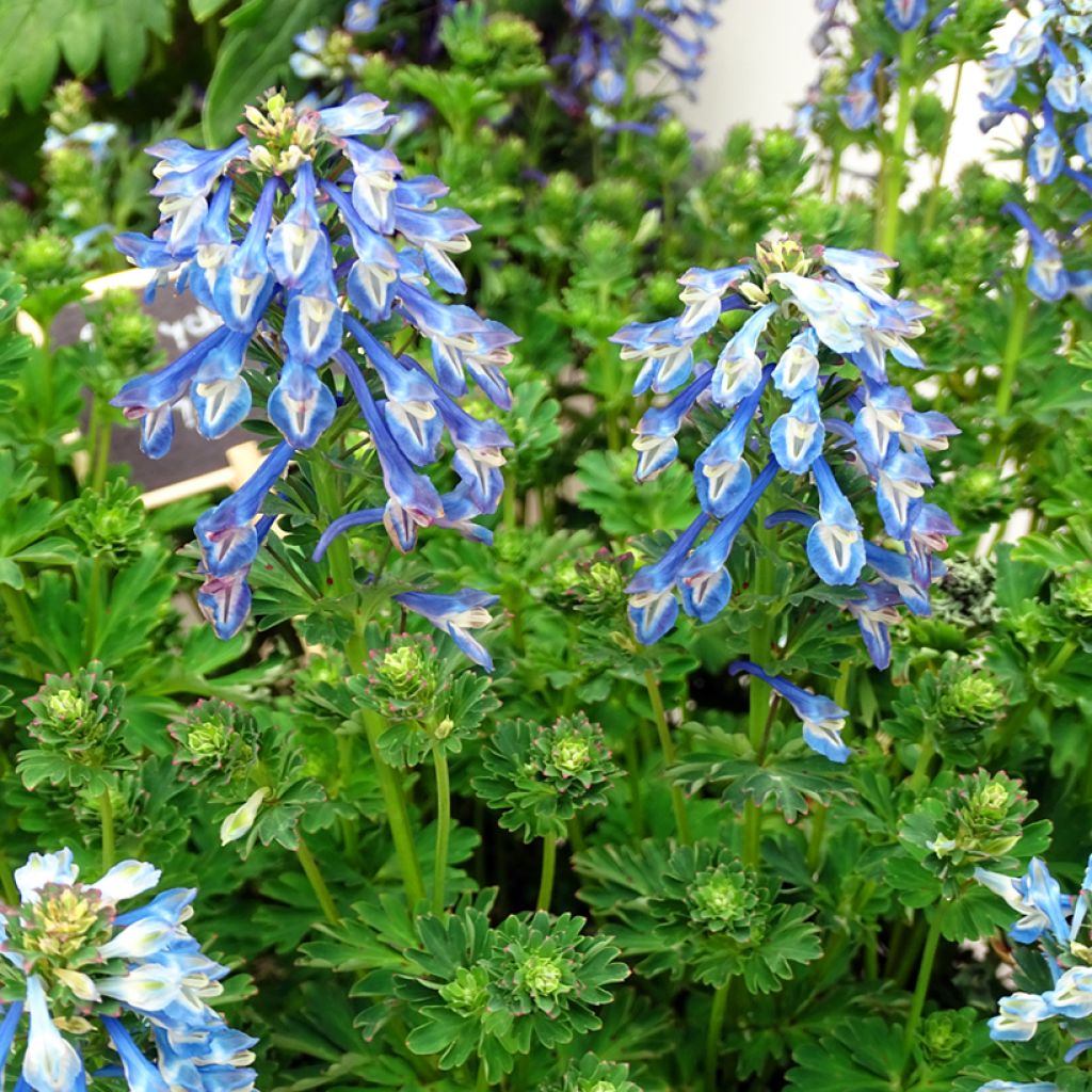 Corydalis calycosa