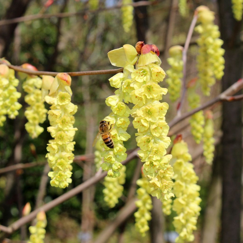 Corylopsis sinensis var. sinensis- Faux noisetier