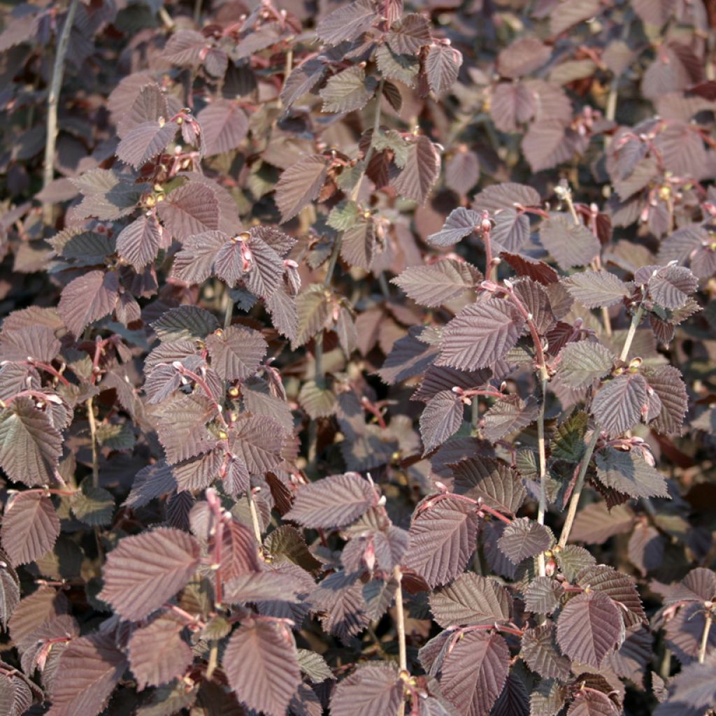 Noisetier Syrena - Corylus avellana