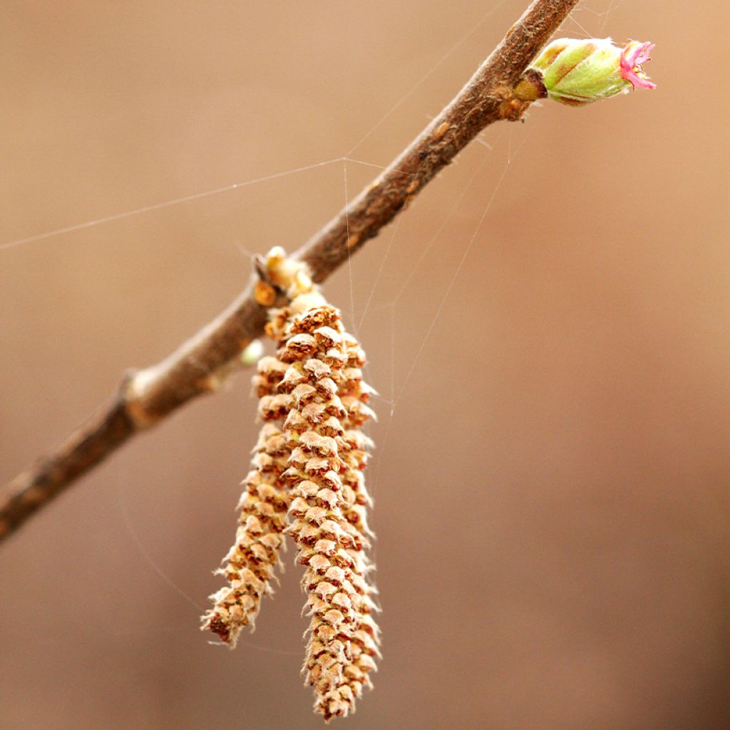 Corylus sieboldiana - Noisetier du Japon