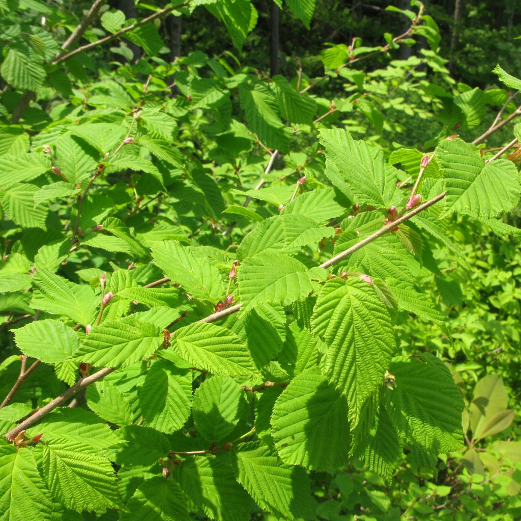 Corylus sieboldiana - Noisetier du Japon