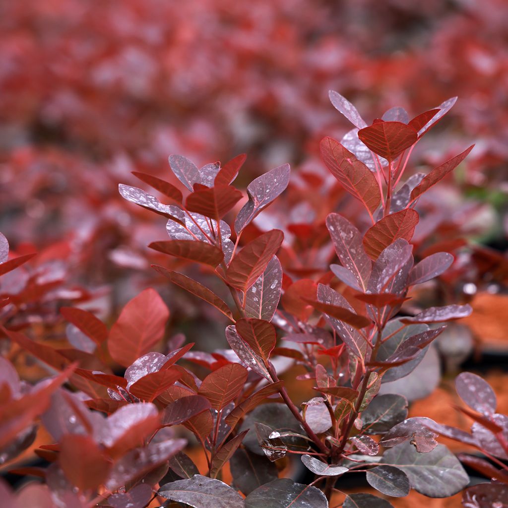 Cotinus coggygria Magical Purple - Arbre à perruque