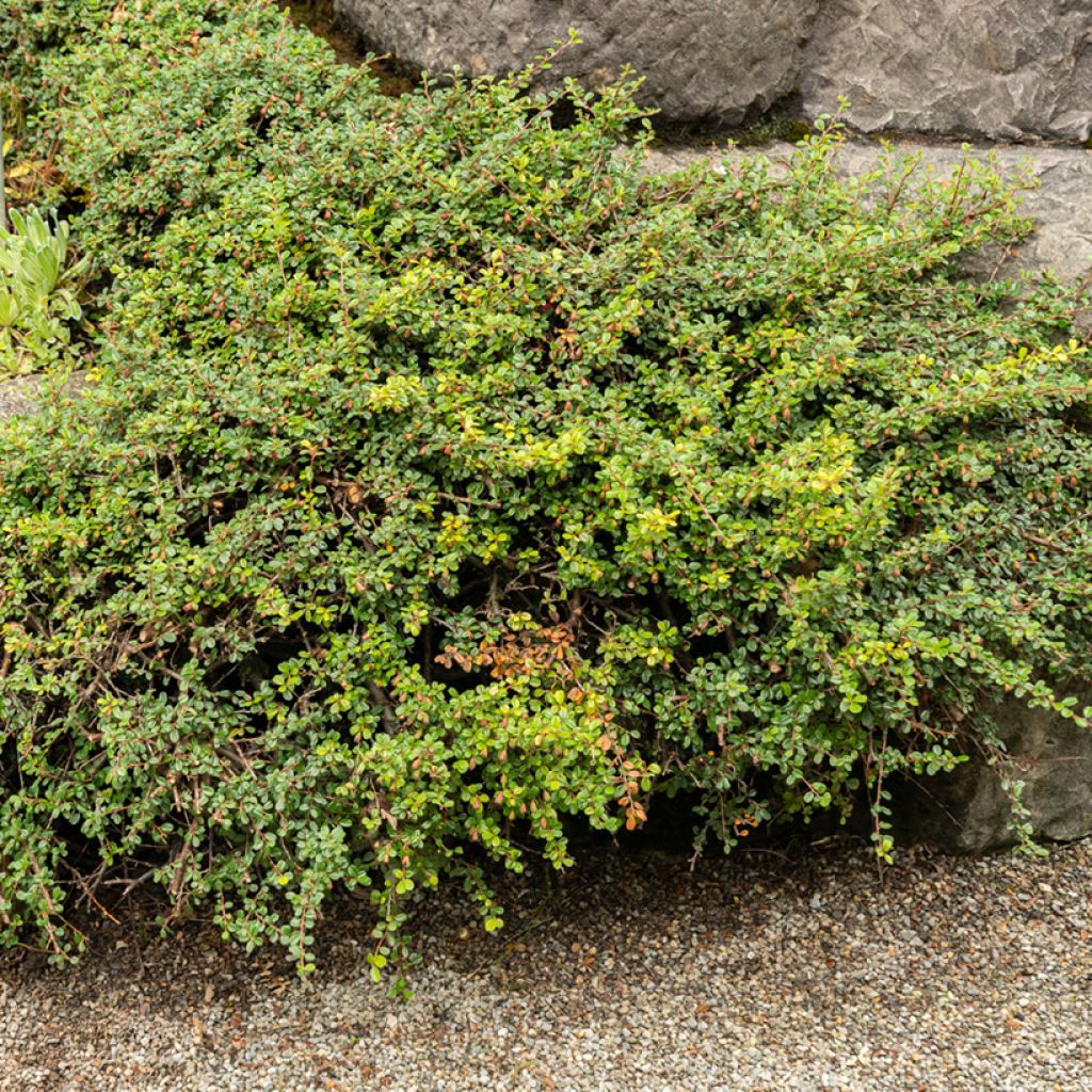 Cotoneaster adpressus - Cotonéaster rampant.