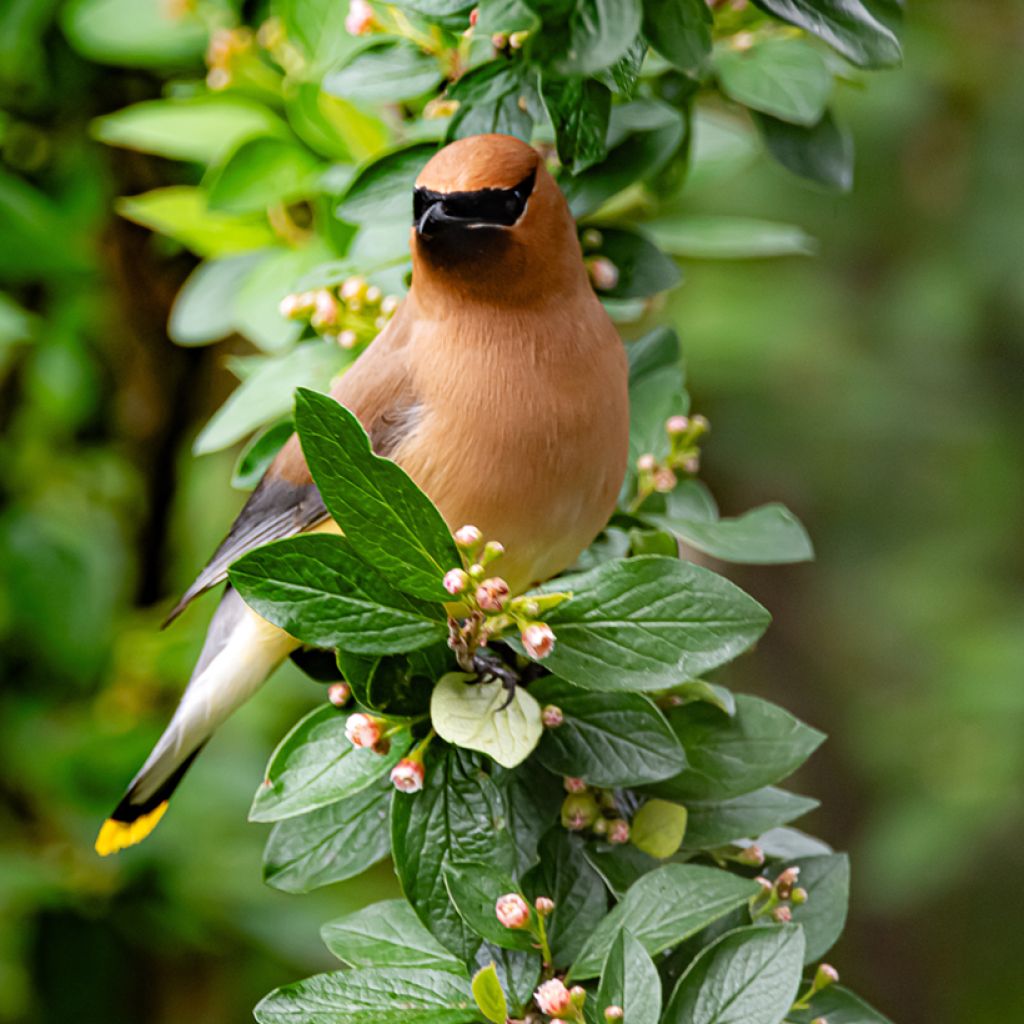 Cotoneaster lucidus 