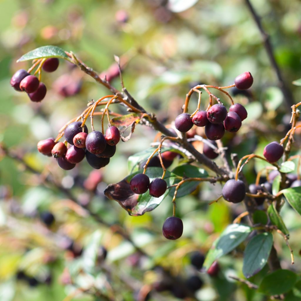 Cotoneaster lucidus 
