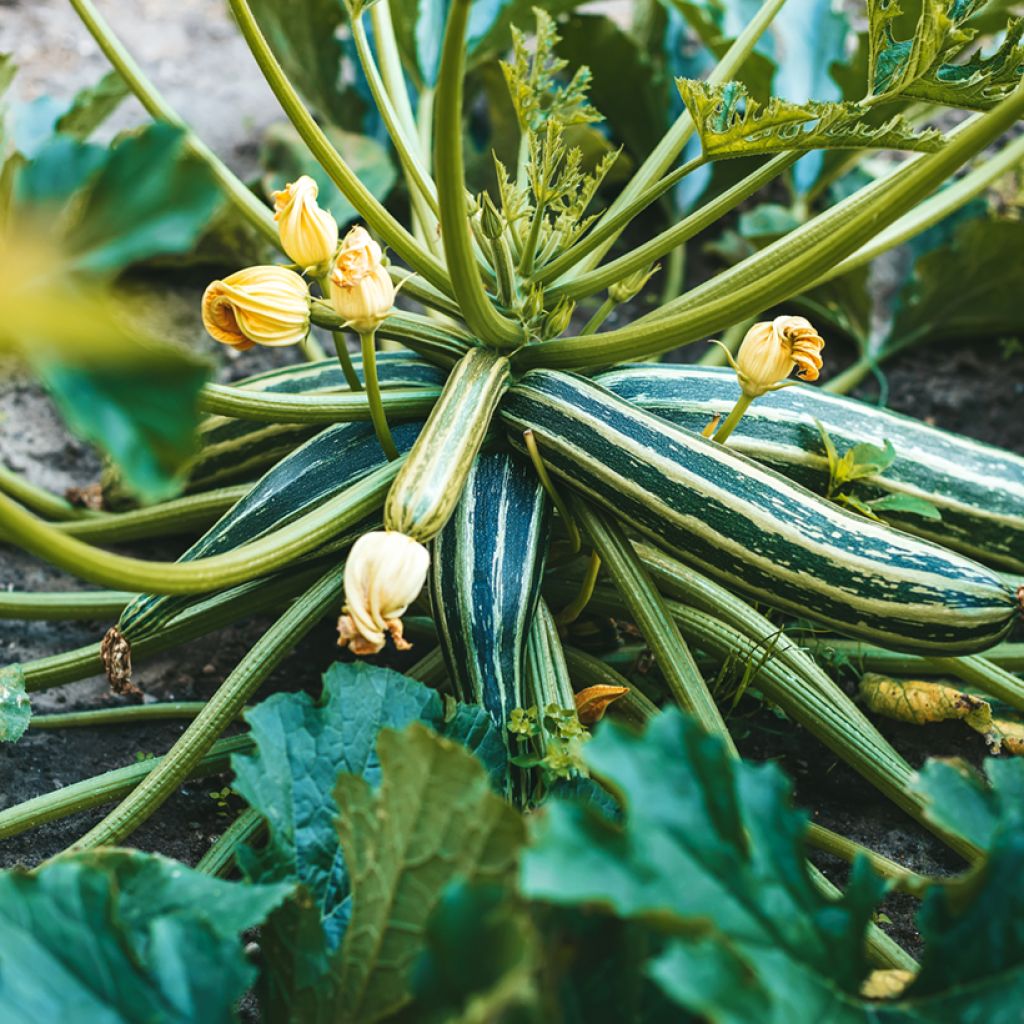 Courge Long Green Striped