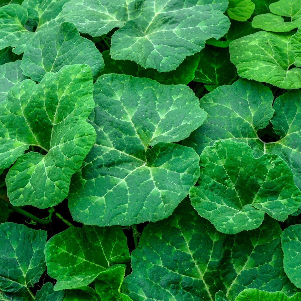 Abóbora-gila Siam - Ferme de Sainte Marthe Bio