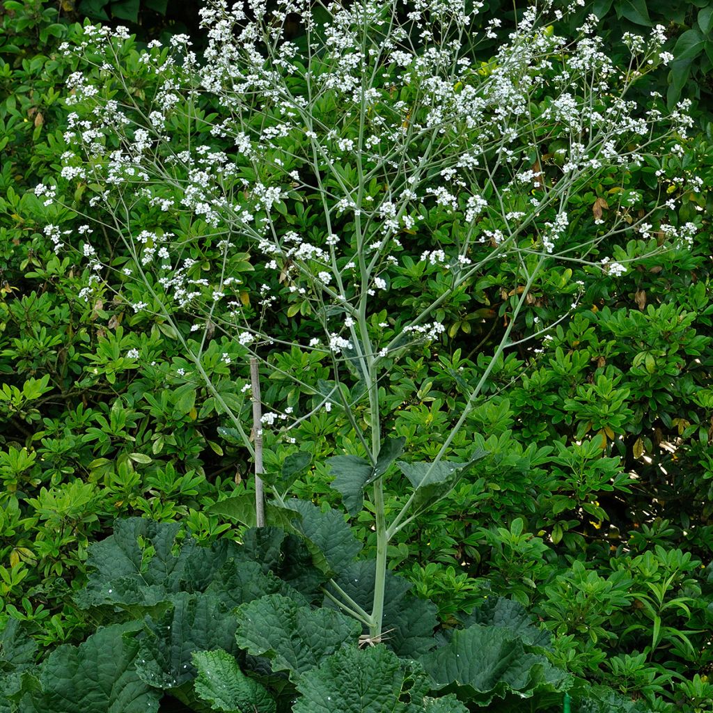 Crambe cordifolia - Chou nuage blanc