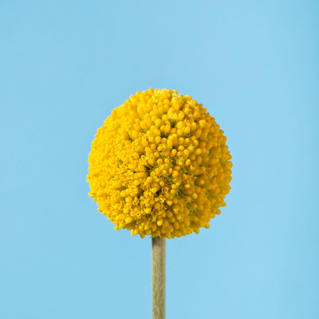 Craspedia globosa Golf Beauty