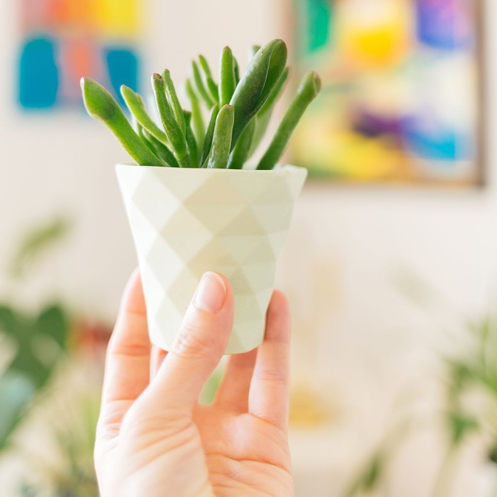 Crassula ovata Gollum (Coral) - Arbre de Jade