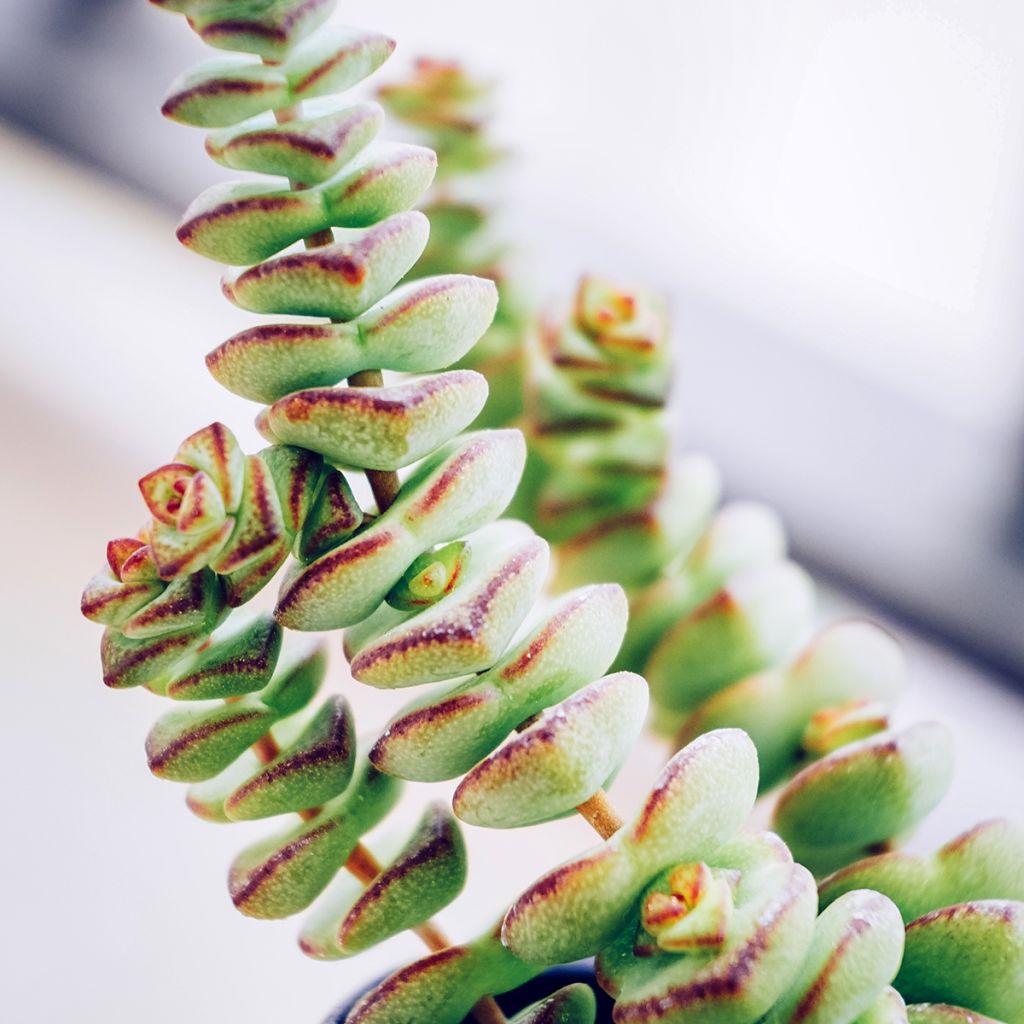 Crassula rupestris subsp. marnieriana