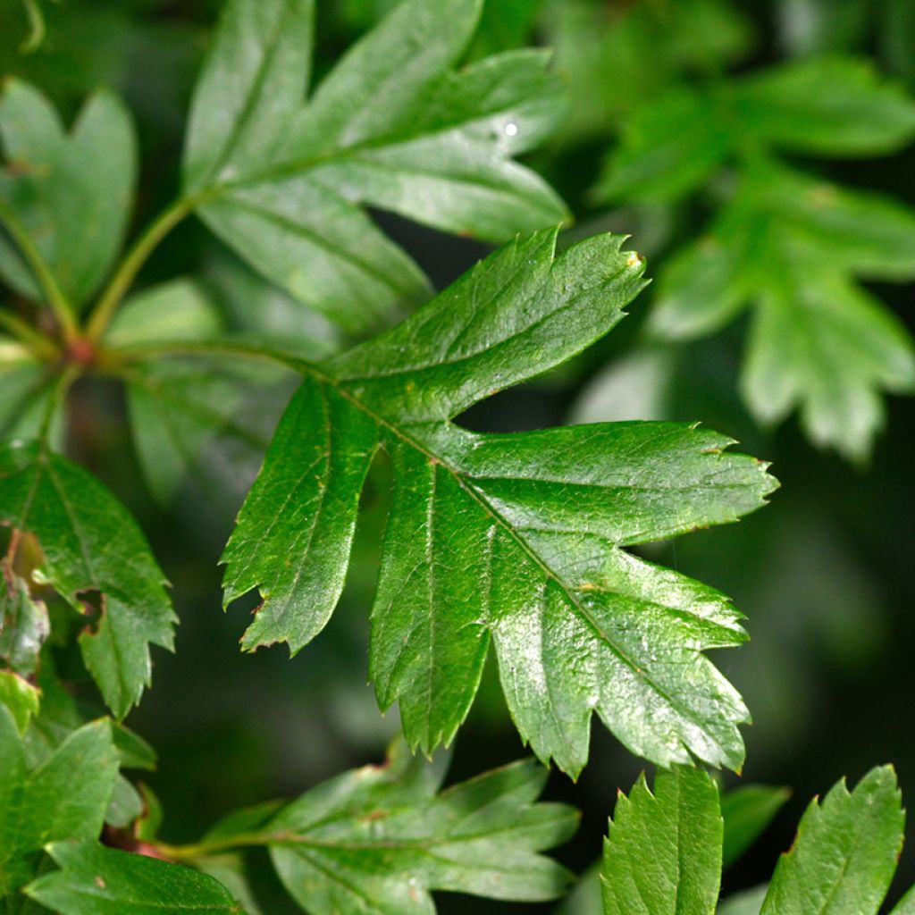 Crataegus monogyna Compacta