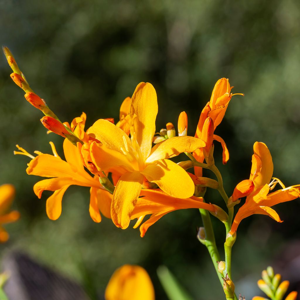 Crocosmia Disco Dancer - Montbretia