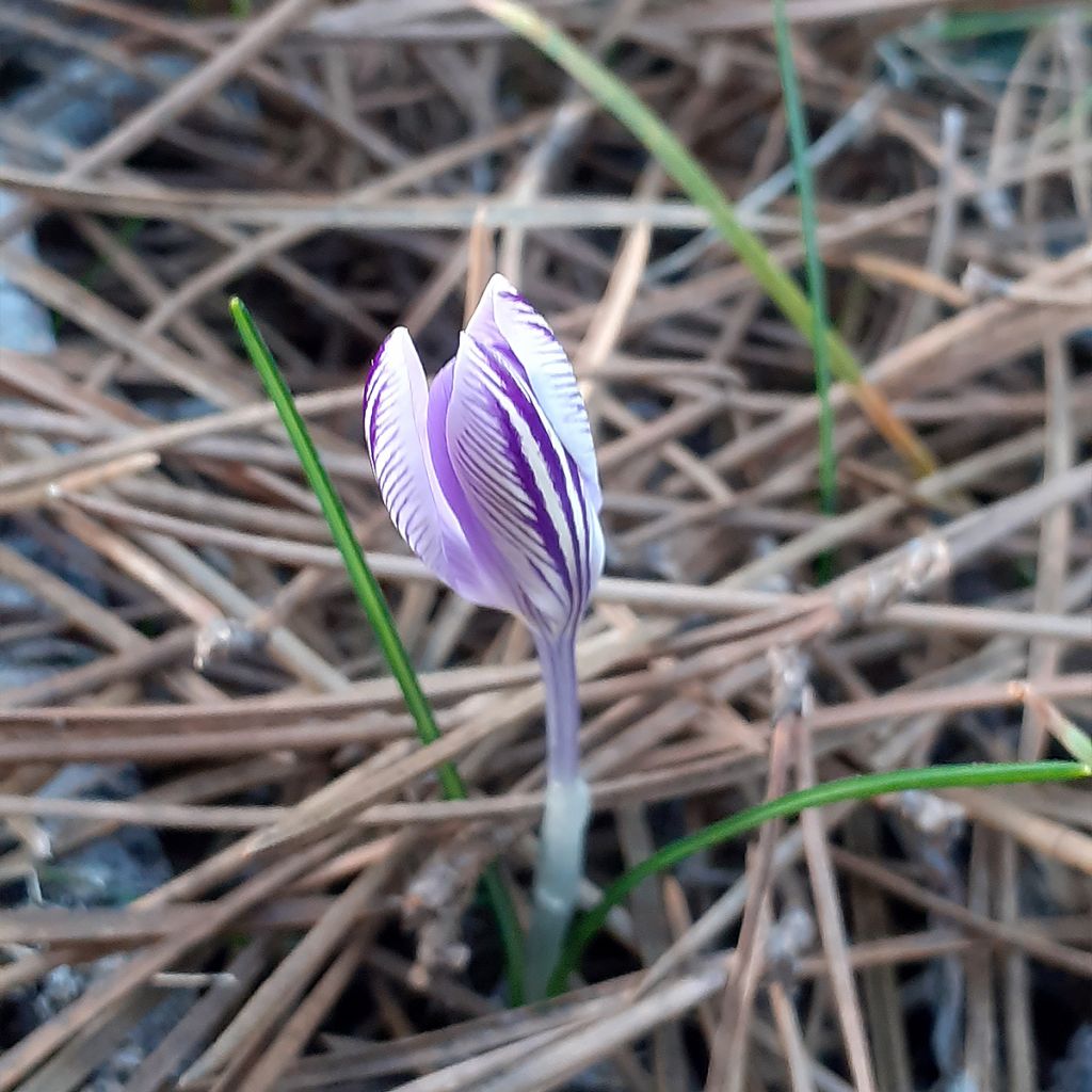 Crocus corsicus - Crocus de Corse