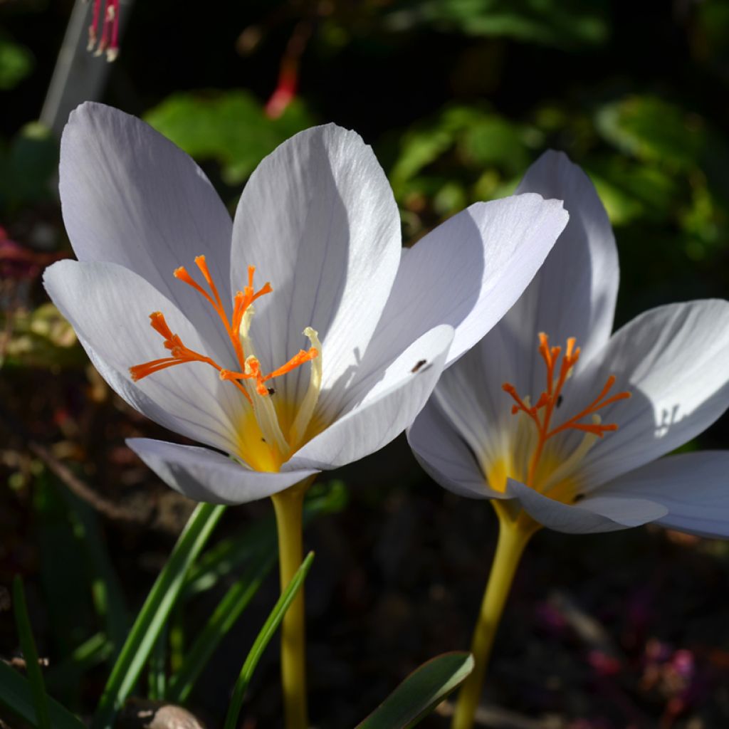 Crocus pulchellus Zephyr