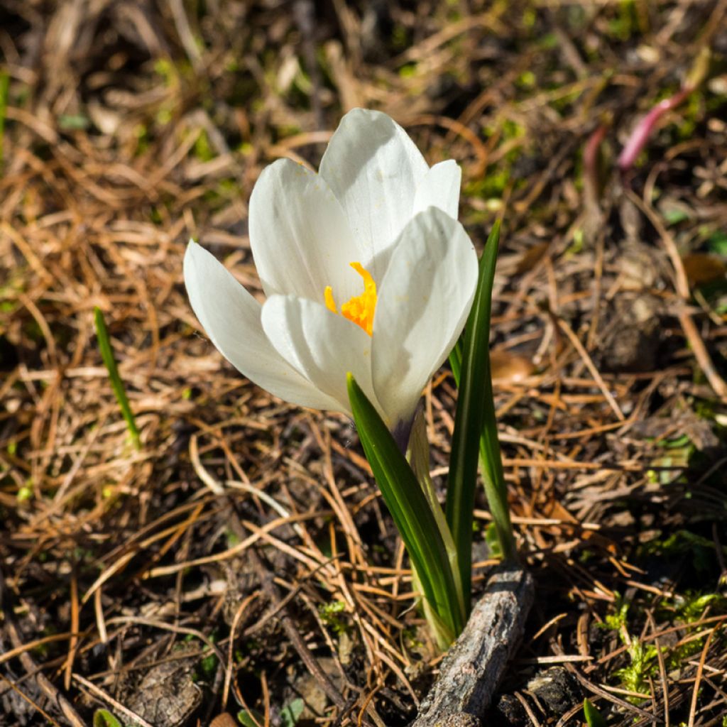 Açafrão-da-primavera Branco - Crocus vernus subsp. albiflorus