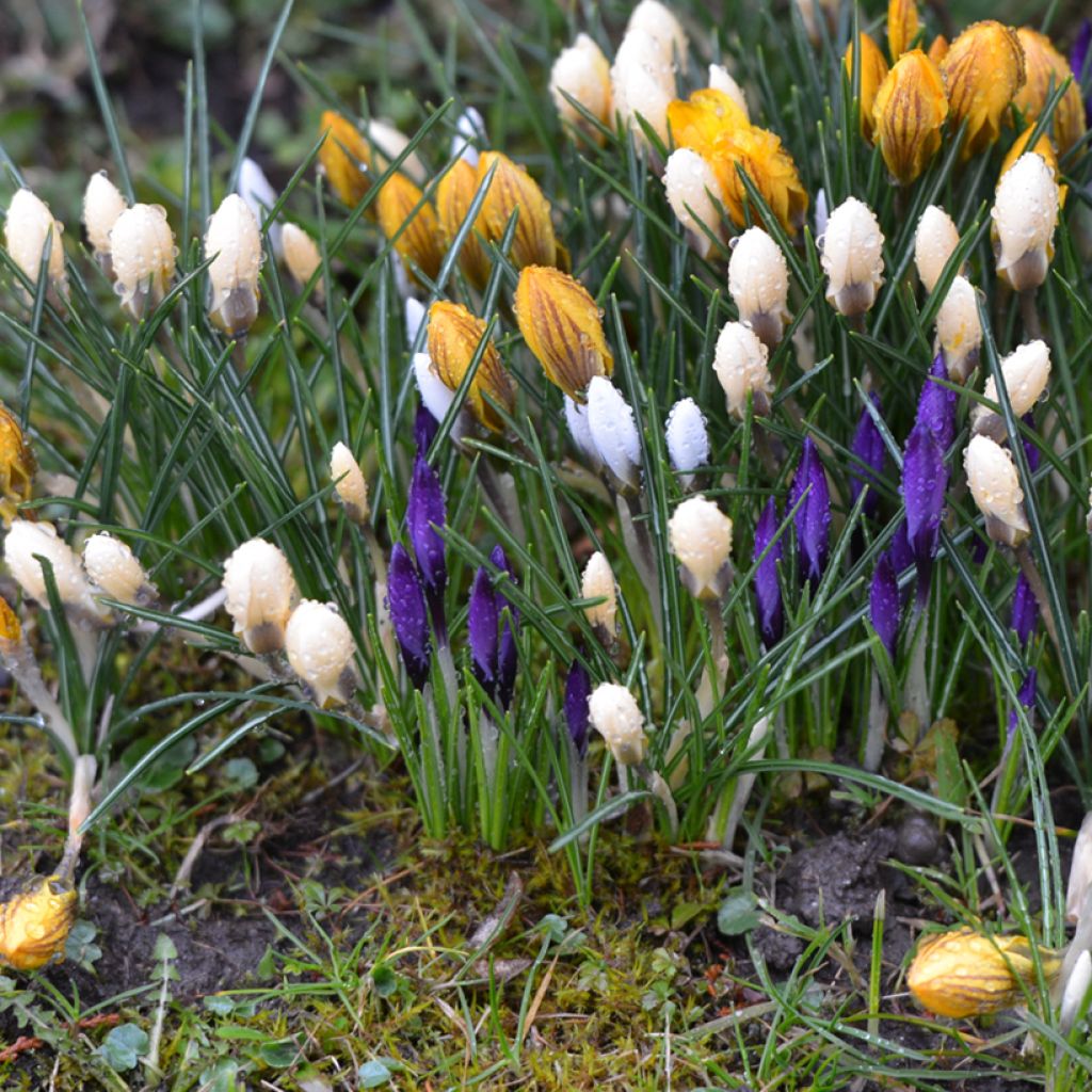 Açafrão-da-primavera Branco - Crocus vernus subsp. albiflorus