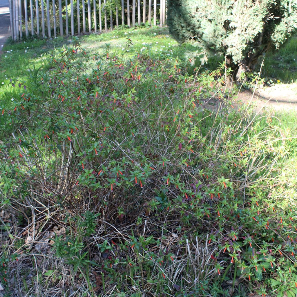 Cuphea ignea Scarlet