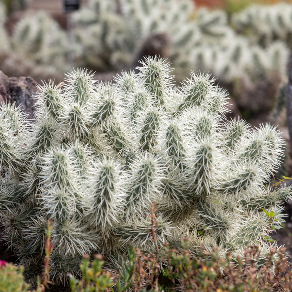 Cylindropuntia ou Opuntia tunicata